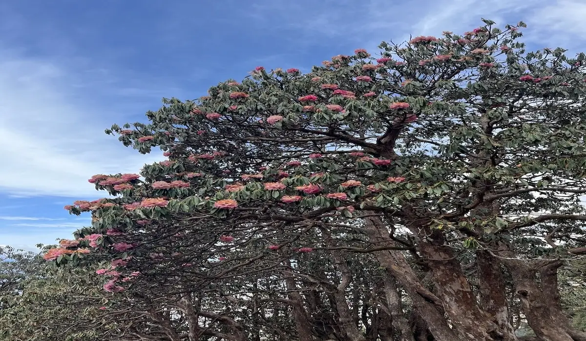 Red Buransh rhododendron flowers in bloom along the Tungnath trek trail in March